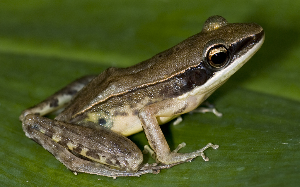 Nicobar Frog